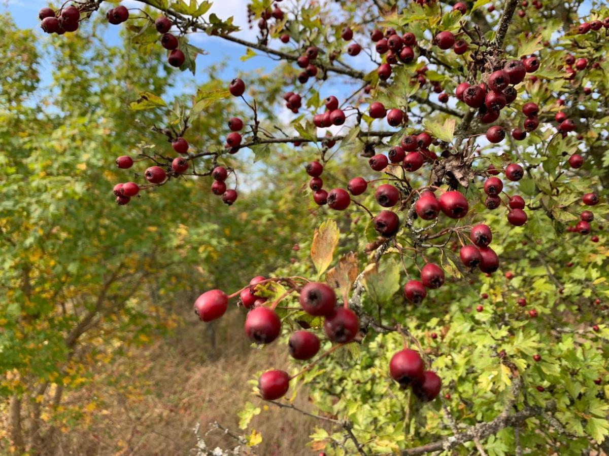 Agroturystyka Gesiniec Stare Osieczno Buitenkant foto